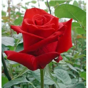 Роза "Шарлот"(Charlotte)